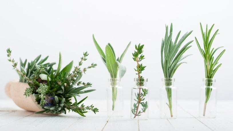 Plantele copilăriei