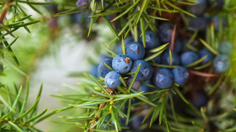 Ienuparul, Planta Celor O Mie De Virtuti. Proprietati Si Beneficii