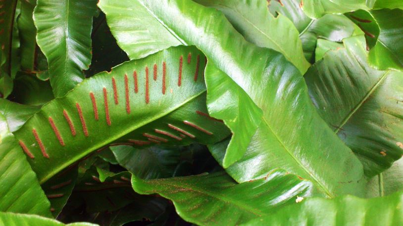 Descoperă beneficiile consumului ceaiului de limba cerbului