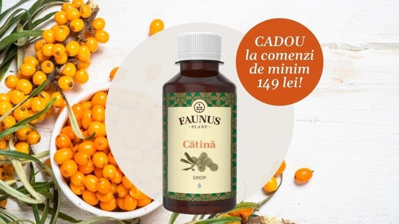 Proprietățile cătinei, planta minune
