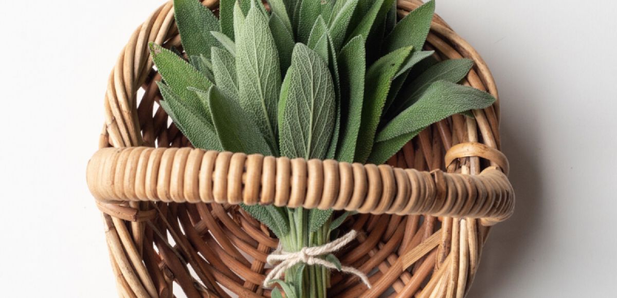 Beneficiile salviei pentru sănătatea organismului