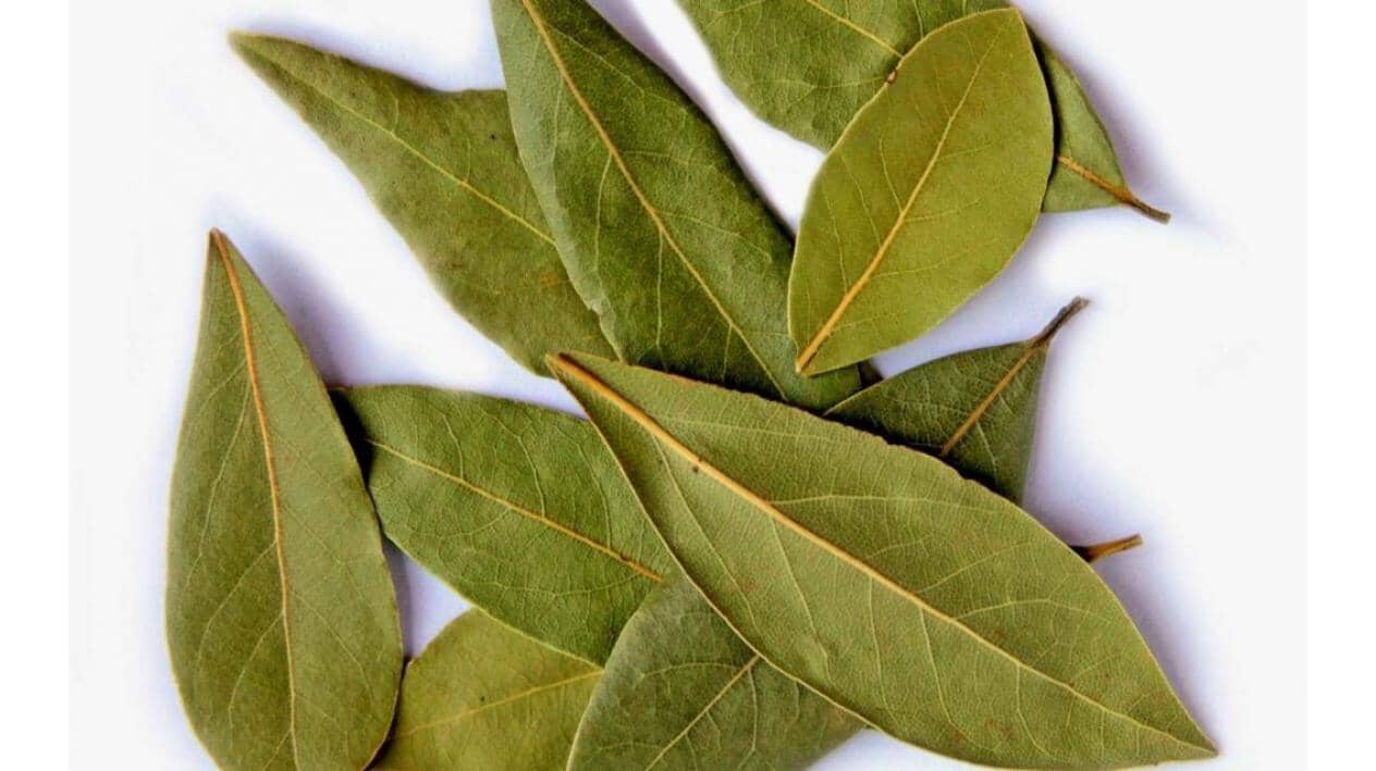 Dafinul: proprietăți, utilizări și contraindicații