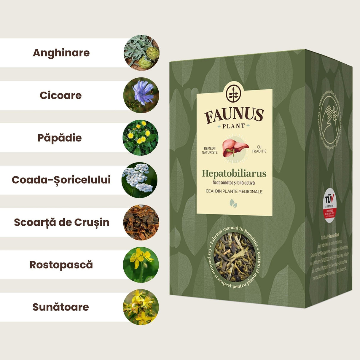 Imagine grafică prezentând ingredientele cheie ale Ceaiului Hepatobiliarus: frunze de anghinare, cicoare, păpădie, coada-șoricelului, scoarță de crușin, rostopască și sunătoare, toate destinate susținerii sănătății ficatului și vezicii biliare.