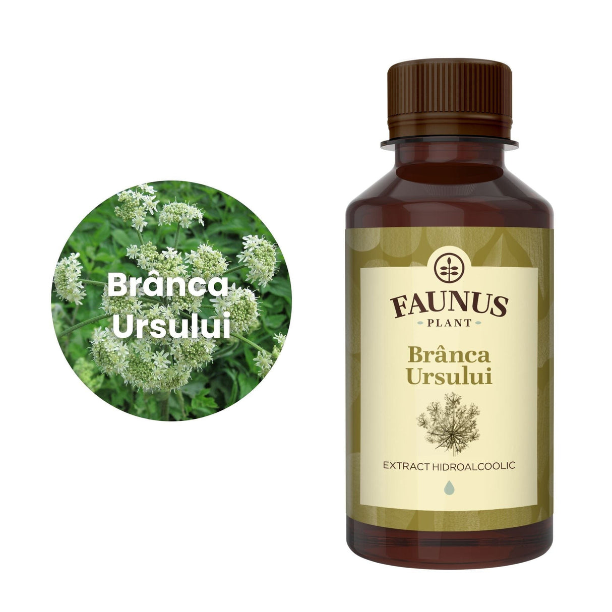 Flaconul de Brânca Ursului 200 ml alături de o poză cu ingredientul principal, brânca ursului