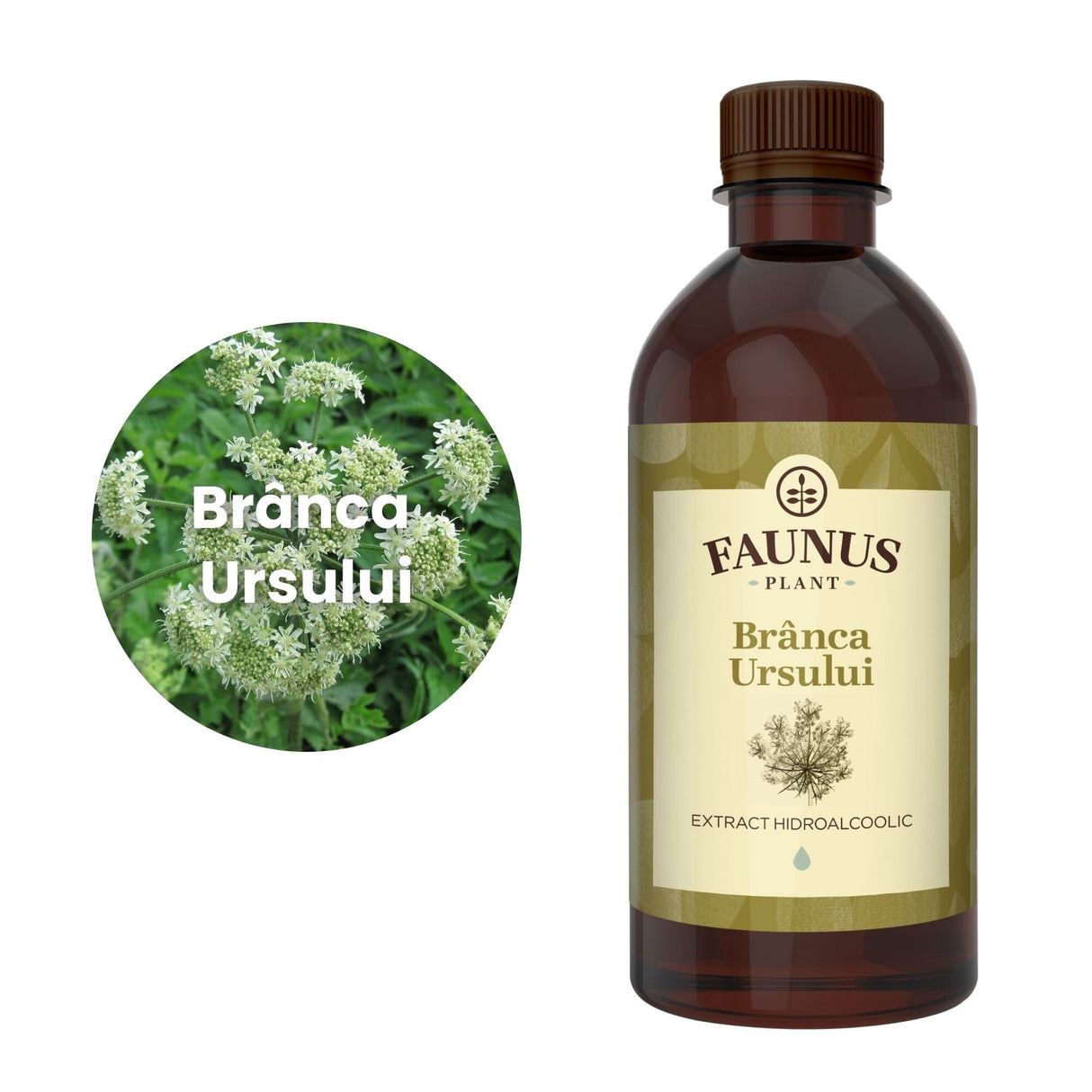 Flaconul de Brânca Ursului 500 ml alături de o poză cu ingredientul principal, brânca ursului
