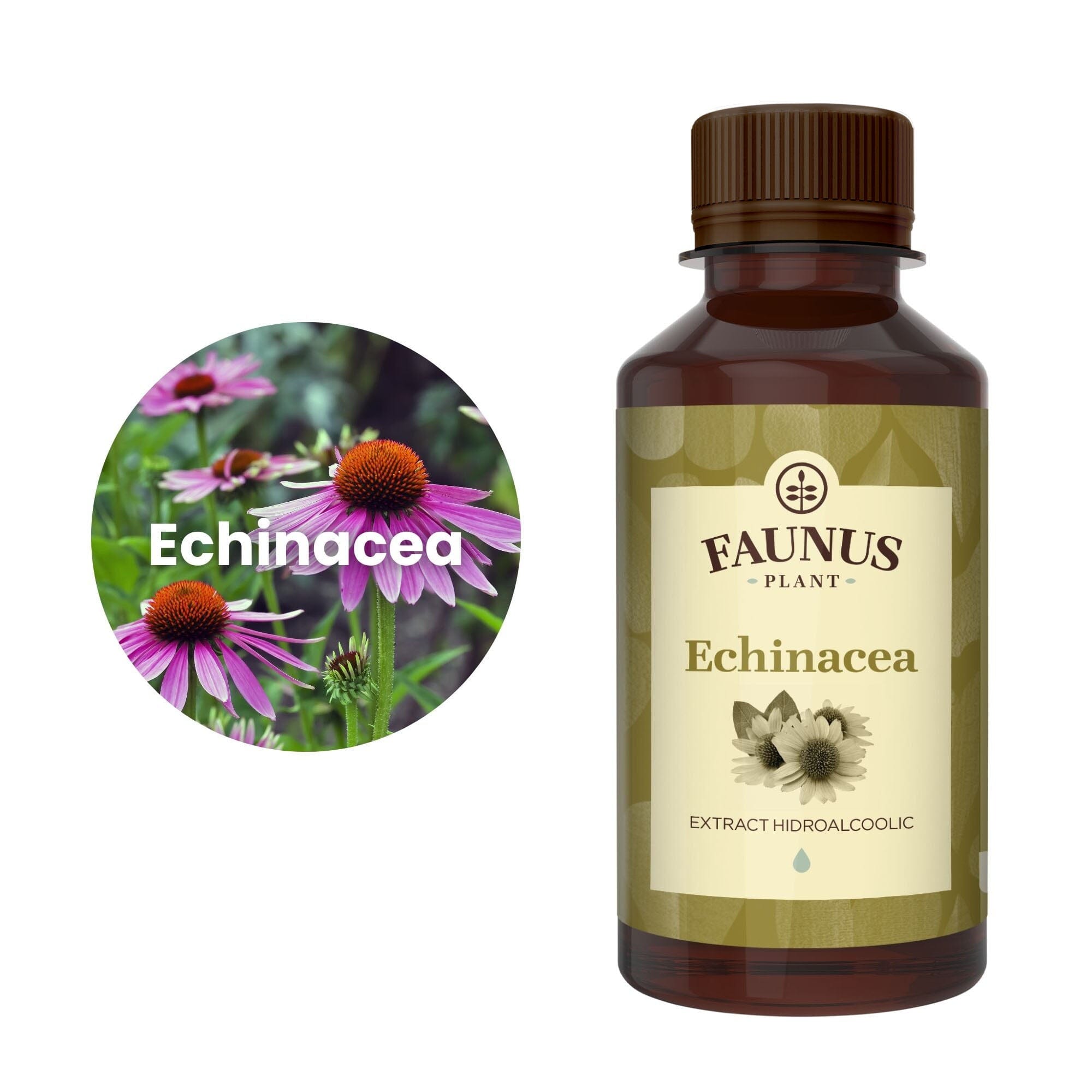 Flaconul de Tinctură Echinacea 200 ml alături de o poză cu ingredientul principal: echinacea