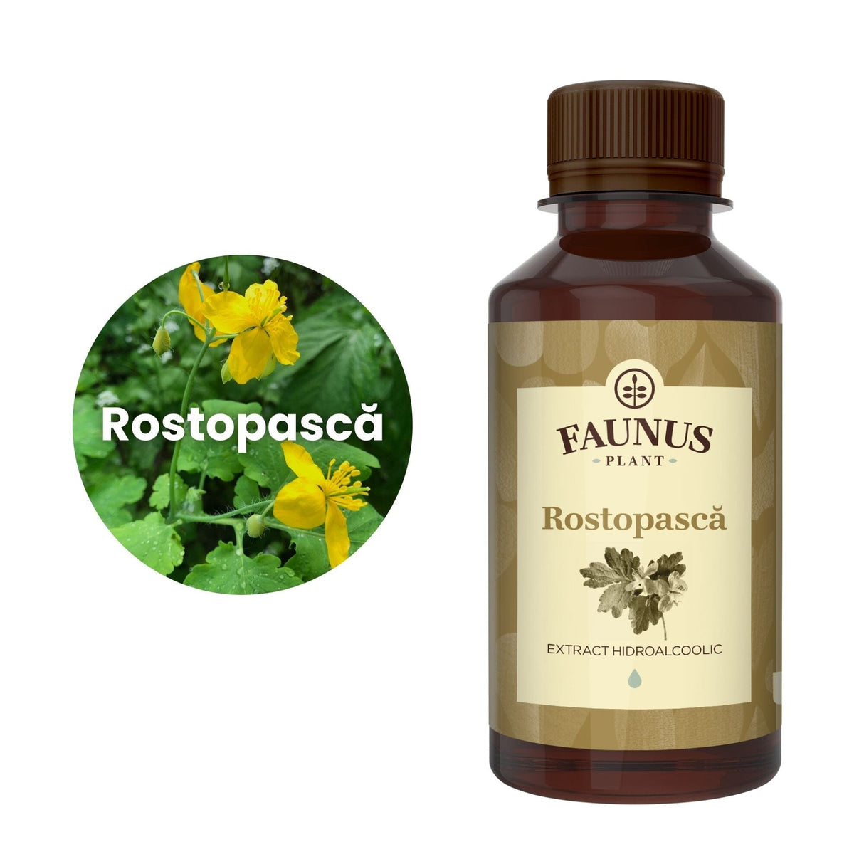 Imagine care cuprinde o reprezentare grafică a ingredientului principal din compoziția Tincturii Rostopască 200ml și anume planta rostopască. În dreapta imaginii, produsul Tinctura Rostopască 200 ml de la Faunus Plant.
