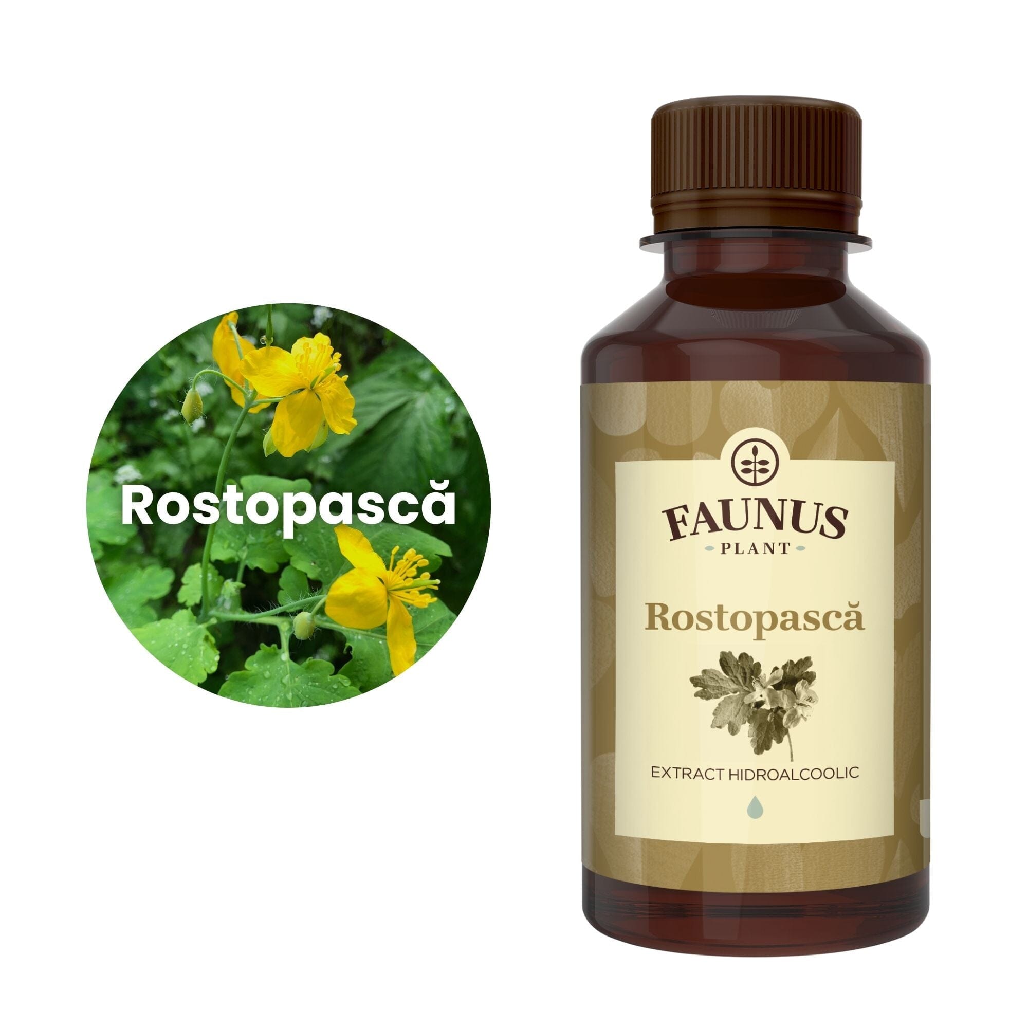 Imagine care cuprinde o reprezentare grafică a ingredientului principal din compoziția Tincturii Rostopască 200ml și anume planta rostopască. În dreapta imaginii, produsul Tinctura Rostopască 200 ml de la Faunus Plant.
