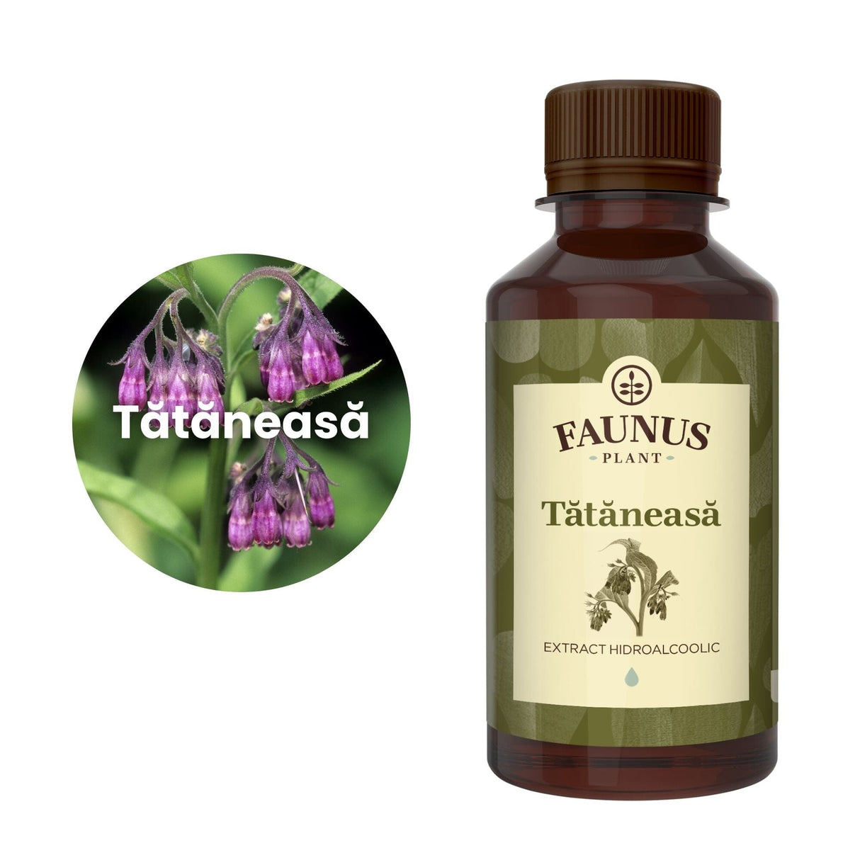 Imagine care cuprinde o reprezentare grafică a ingredientului principal din compoziția Tincturii Tătăneaă 200ml și anume tătăneasa. În dreapta imaginii, produsul Tinctură Tătăneasă 200 ml de la Faunus Plant.