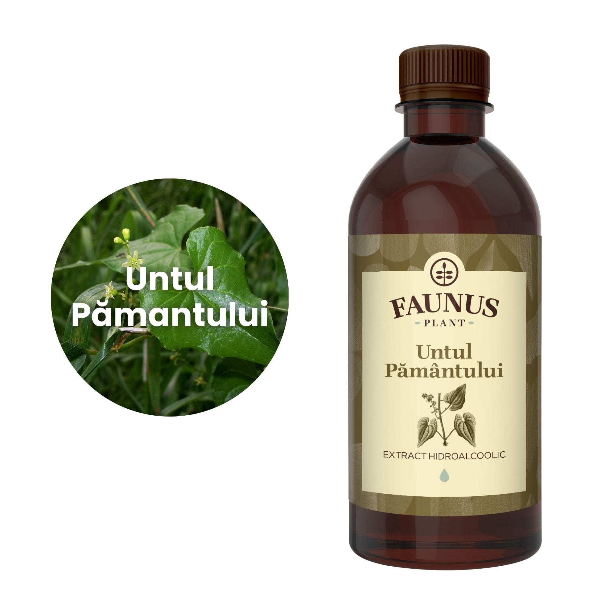 Imagine care cuprinde o reprezentare grafică a ingredientului principal din compoziția Tincturii Untul Pământului 500ml și anume untul pământului. În dreapta imaginii, produsul Tinctura Untul Pământului 500 ml de la Faunus Plant.