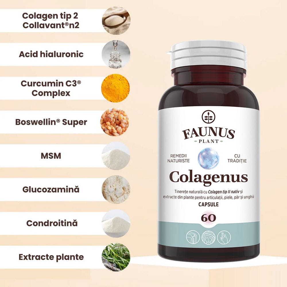 Colagenus Capsule - Colagen concentrat tip II, acid hialuronic și plante medicinale. Dureri articulare, rezistență articulații, flexibilitate - 60 Capsule Supliment alimentar Faunus Plant