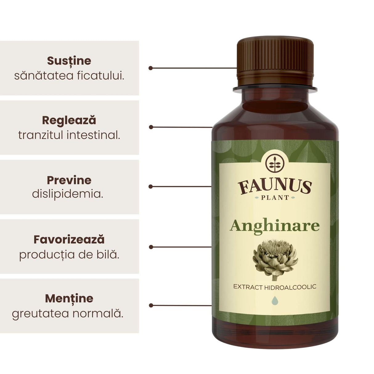 Beneficii principale ale Tincturii Anghinare 200 ml de la Faunus Plant precum: susținerea sănătății ficatului, reglarea tranzitului intestinal, prevenirea dislipidemiei, favorizarea producției de bilă și menținerea greutății normale.