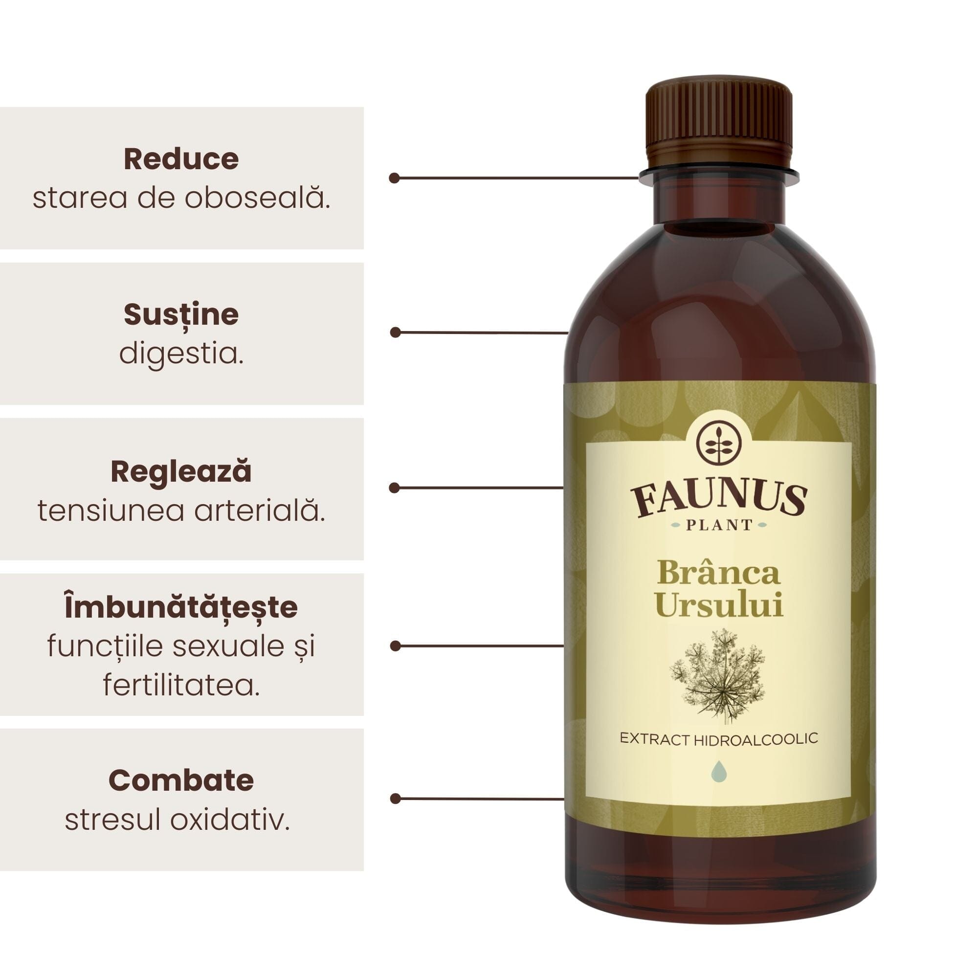Beneficii principale ale Tincturii Brânca Ursului 500 ml de la Faunus Plant precum: reducerea stării de oboseală, susținerea digestiei, reglarea tensiunii arteriale, îmbunătățirea funcției sexuale și fertilitatea, dar și combaterea stresului oxidativ.