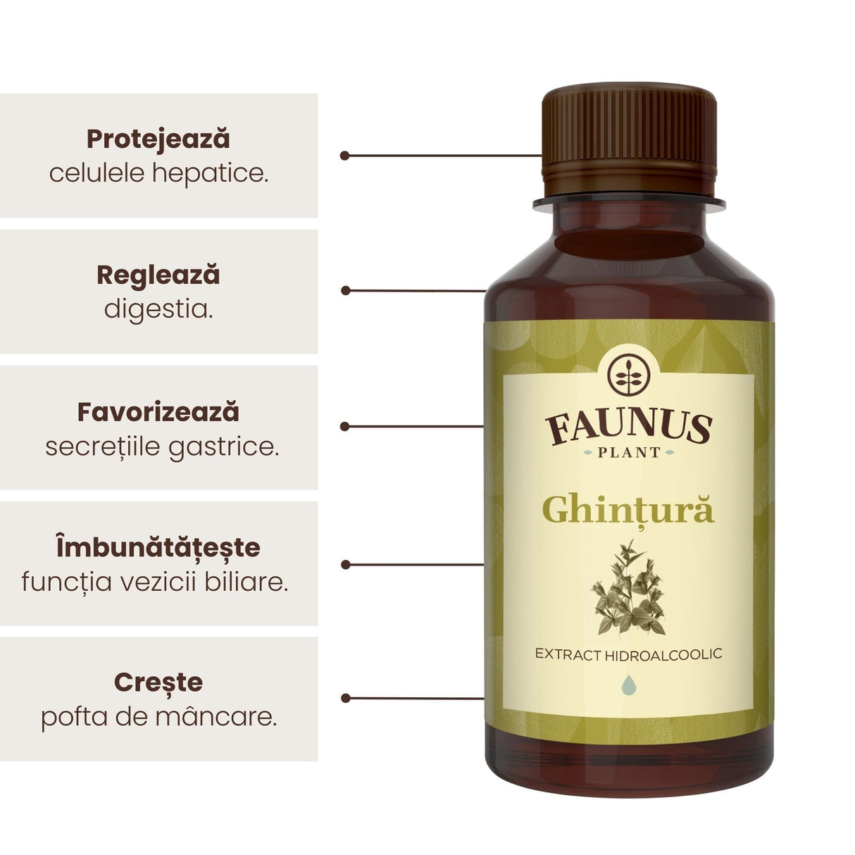 Beneficii principale Tinctură Ghințura 200 ml de la Faunus Plant precum: protejarea celulelor hepatice, protejarea digestiei, favorizarea secreției gastrice și creșterea poftei de mâncare