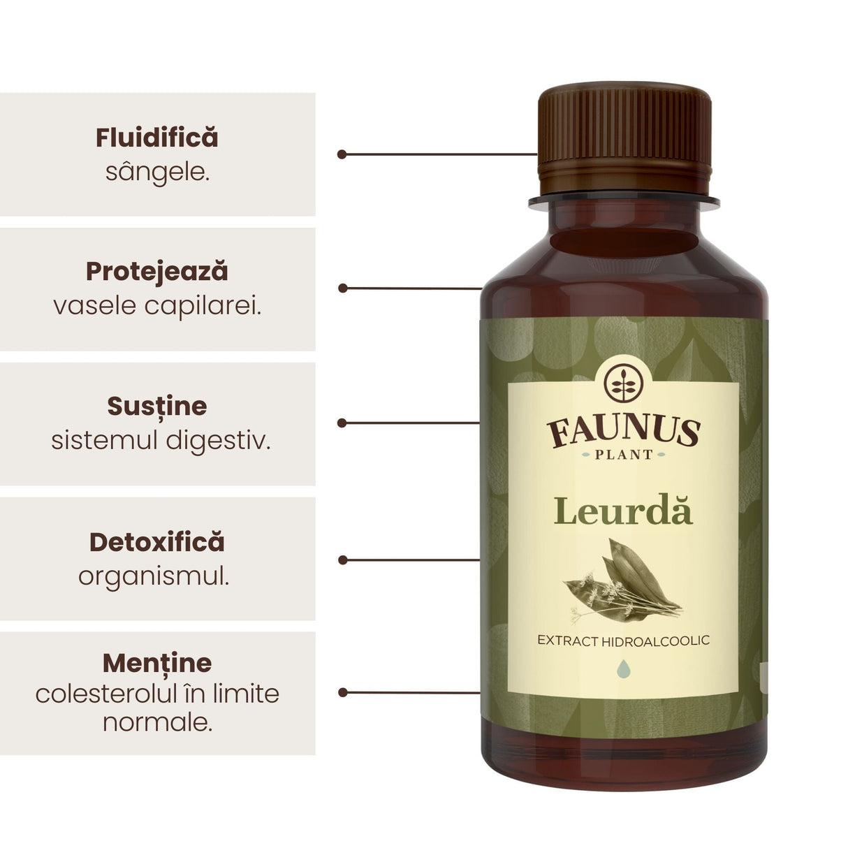 Beneficii principale Tinctură Leurdă 200 ml de la Faunus Plant precum: fluidificarea sângelui, protejarea vaselor capilare, susținerea sistemului digestiv, detoxifierea organismului, menținerea colesterolului în limite normale.