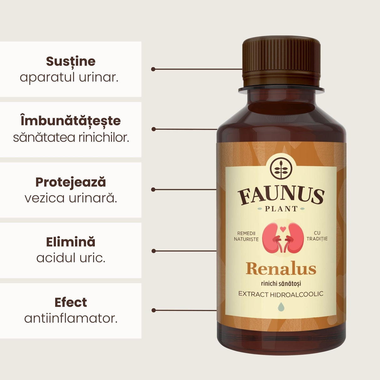Beneficii principale Tinctură Renalus 200 ml de la Faunus Plant precum: susținerea aparatului renal, îmbunătățirea sănătății rinichilor, protejarea vezicii urinare, eliminarea acidului uric și efect antiinflamator.