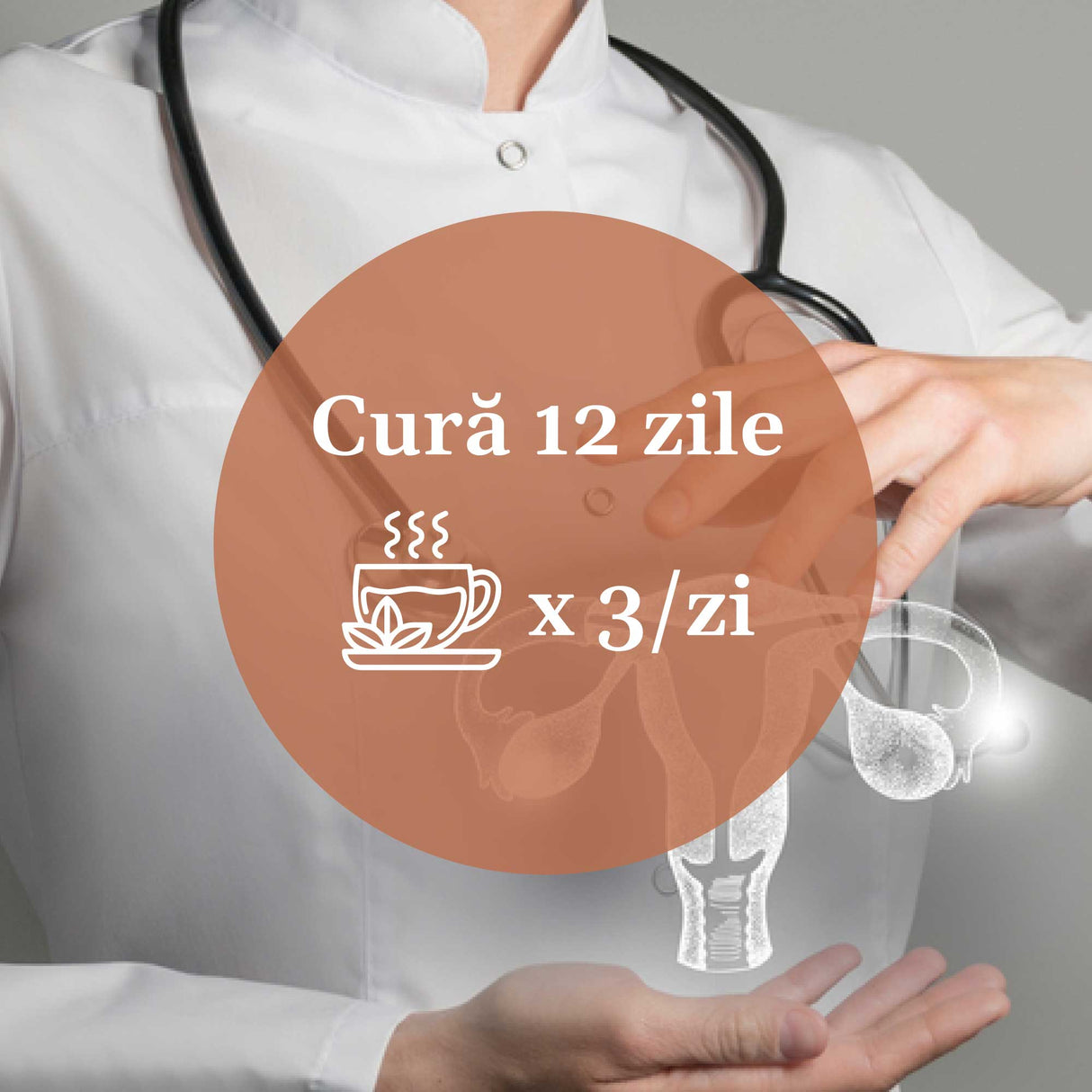 Instrucțiuni pentru cura cu Ceai Ginecologicus 90g de la Faunus Plant, recomandând consumul de trei ori pe zi, pentru o perioadă de 12 zile, pentru susținerea sănătății aparatului genital feminin.