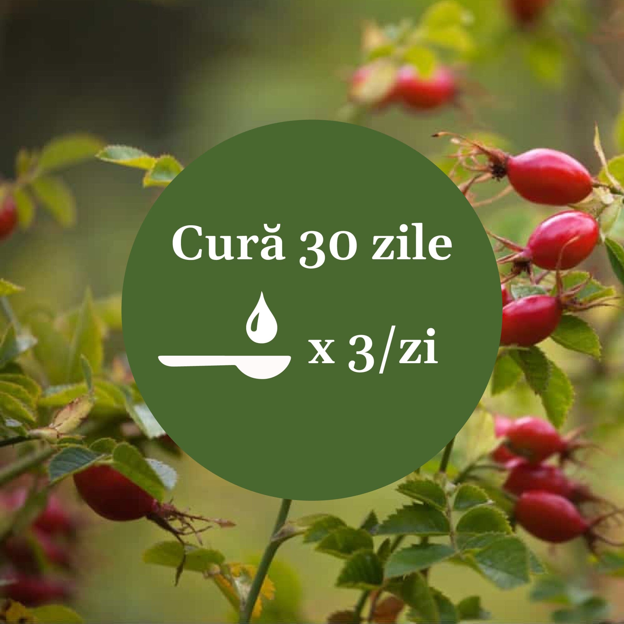 Imagine de fundal cu fructe de măceșe, cu element grafic circular de culoare verde închis cu un text în mijloc despre cura de 30 de zile cu Sirop Măceșe 500ml, sugerând 1 linguriță de 3 ori pe zi.