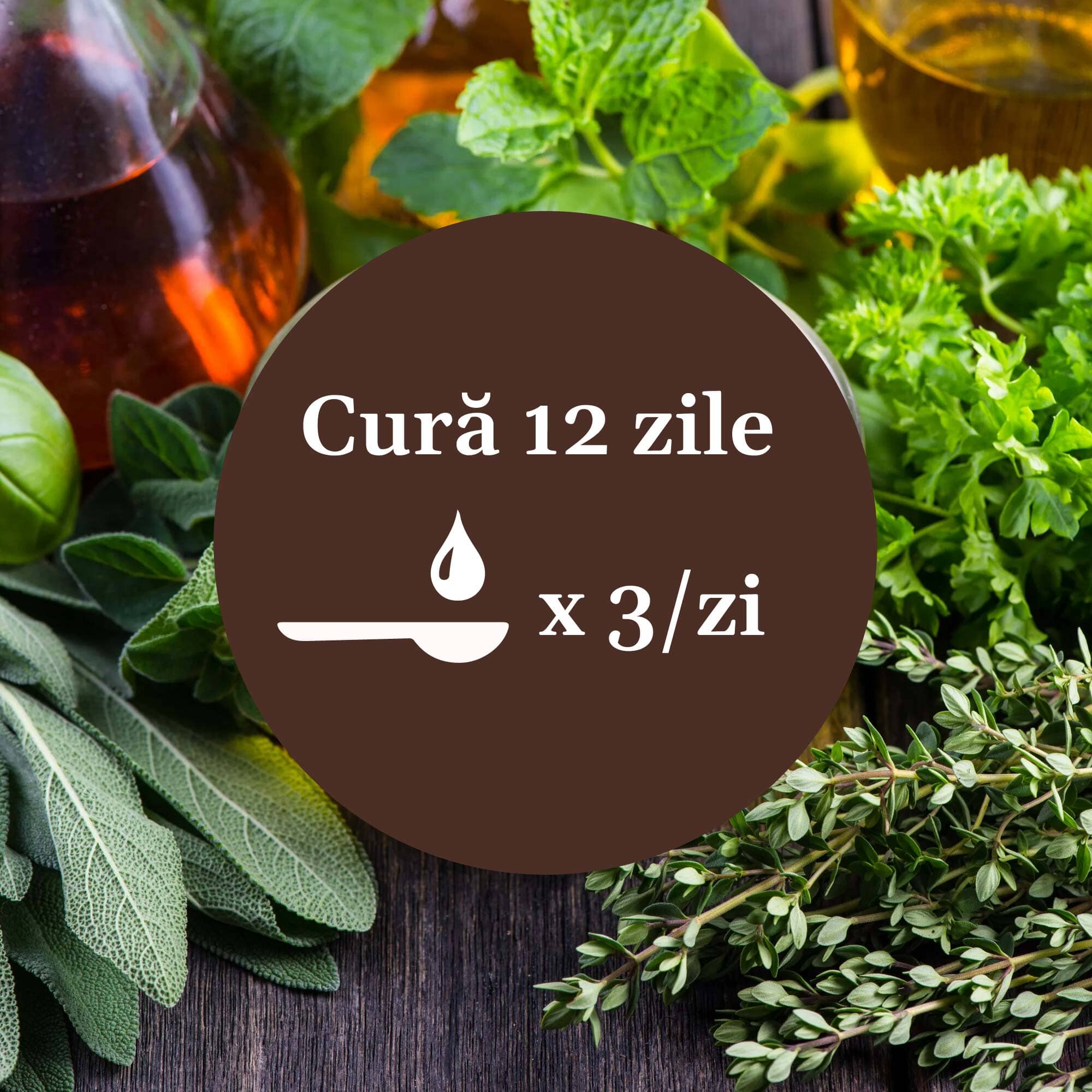 Imagine cu plante din componența siropului Respiratorus 200ml Faunus Plant cu element grafic circular de culoare maro cu un text în mijloc despre cura de 12 zile cu Sirop Respiratorus, sugerând 1 linguriță de 3 ori pe zi.