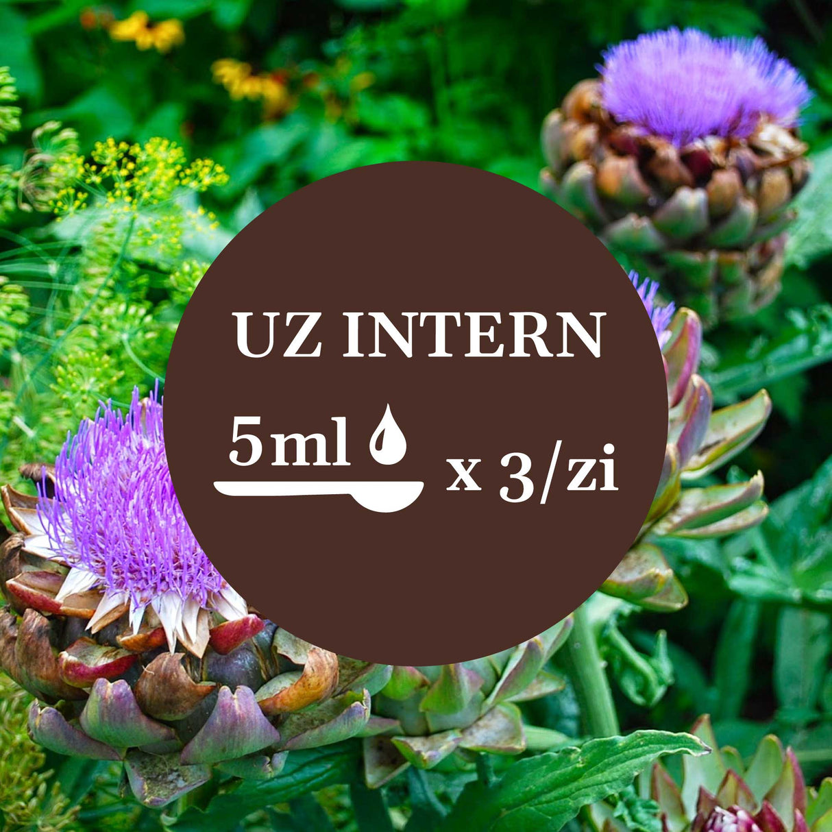 Imagine de fundal cu frunzele și fructele de anghinare, având un element grafic circular de culoare maro închis cu un text în mijloc sugerând administrarea prin uz intern a câte 5 ml de 3 ori pe zi.