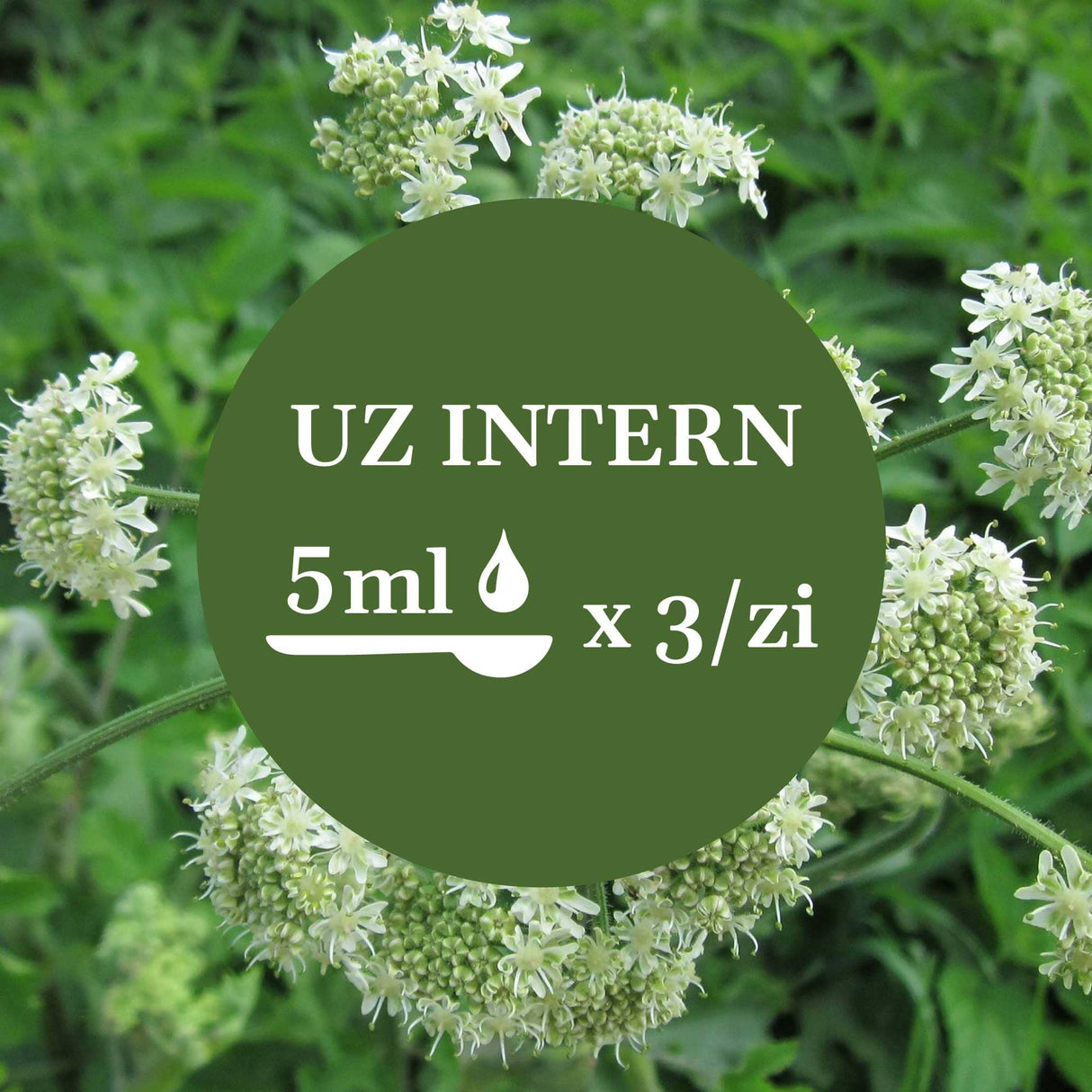 Imagine de fundal cu flori de Brânca Ursului, având un element grafic circular de culoare verde închis cu un text în mijloc sugerând administrarea prin uz intern a câte 5 ml de 3 ori pe zi.