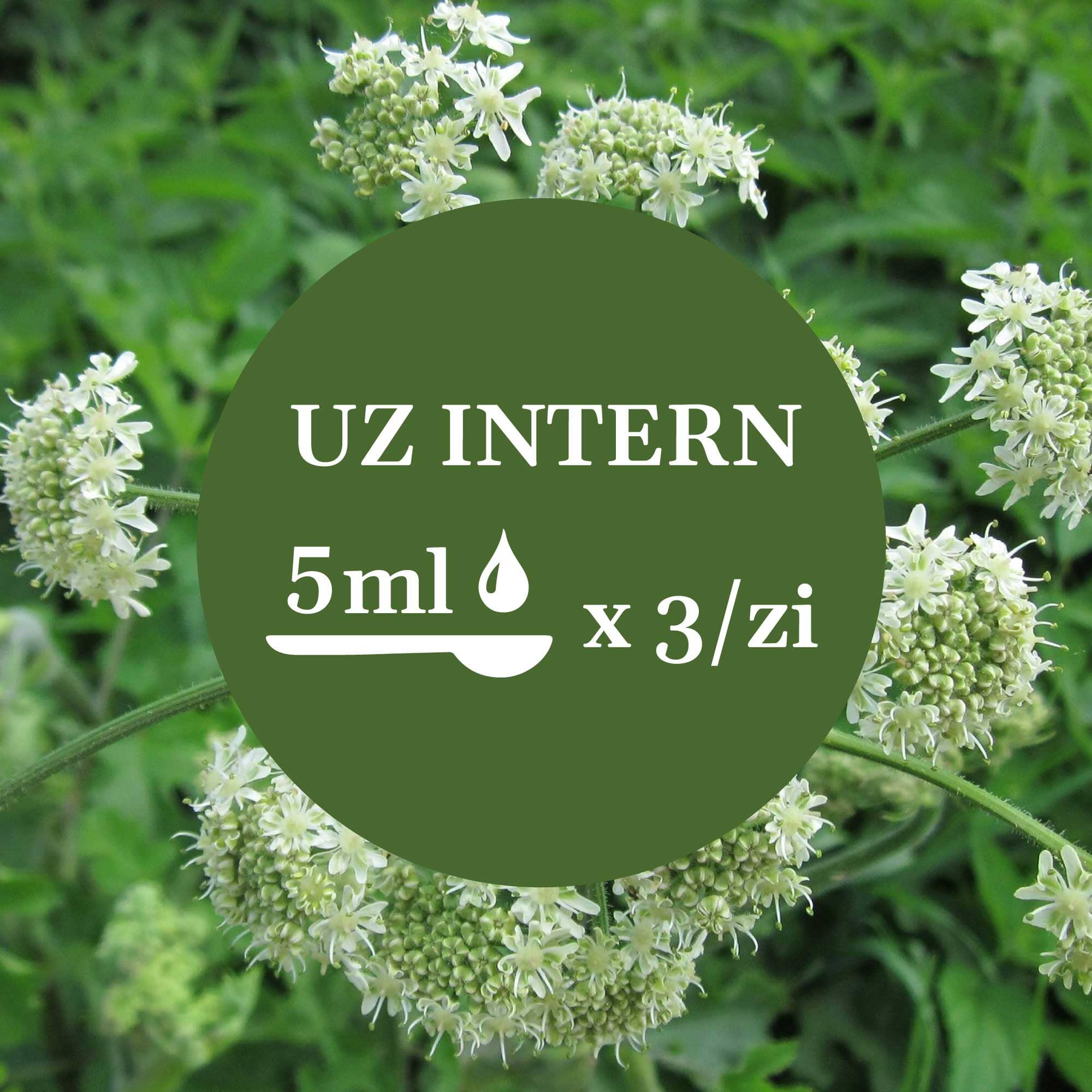 Imagine de fundal cu flori de Brânca Ursului, având un element grafic circular de culoare verde închis cu un text în mijloc sugerând administrarea prin uz intern a câte 5 ml de 3 ori pe zi.