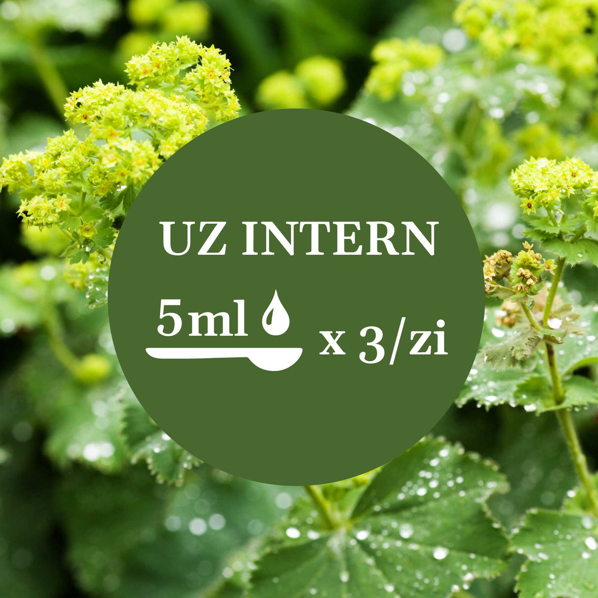 Imagine de fundal cu flori  și frunze de crețișoară, având un element grafic circular de culoare verde închis cu un text în mijloc sugerând administrarea prin uz intern a câte 5 ml de 3 ori pe zi.