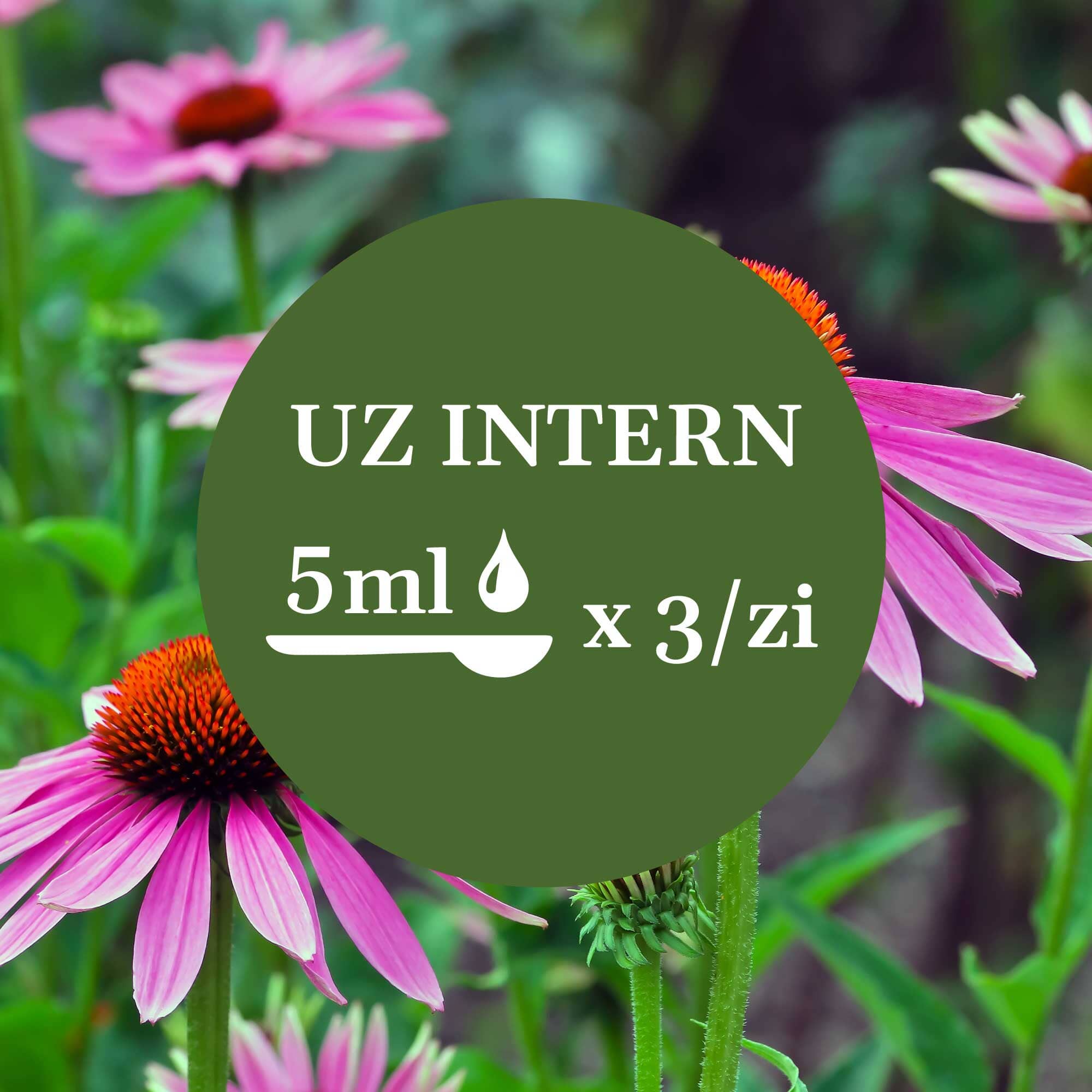 Imagine de fundal cu flori și frunze de echinacea, având un element grafic circular de culoare verde închis cu un text în mijloc sugerând administrarea prin uz intern a câte 5 ml de 3 ori pe zi.