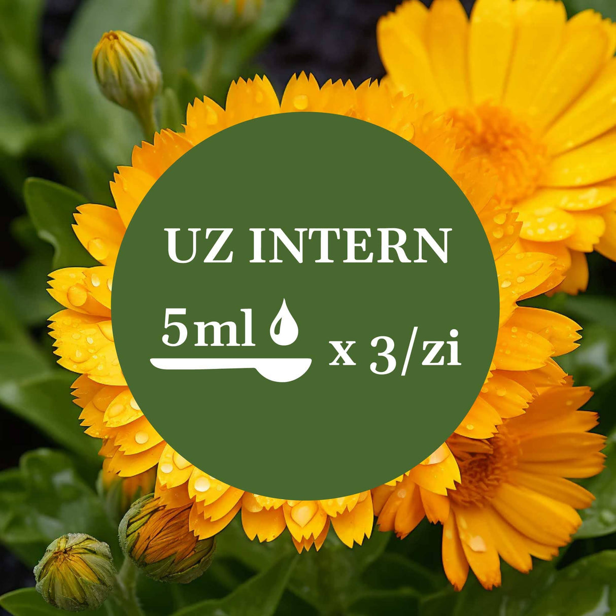 Imagine de fundal cu flori de gălbenele, având un element grafic circular de culoare verde închis cu un text în mijloc sugerând administrarea prin uz intern a câte 5 ml de 3 ori pe zi.