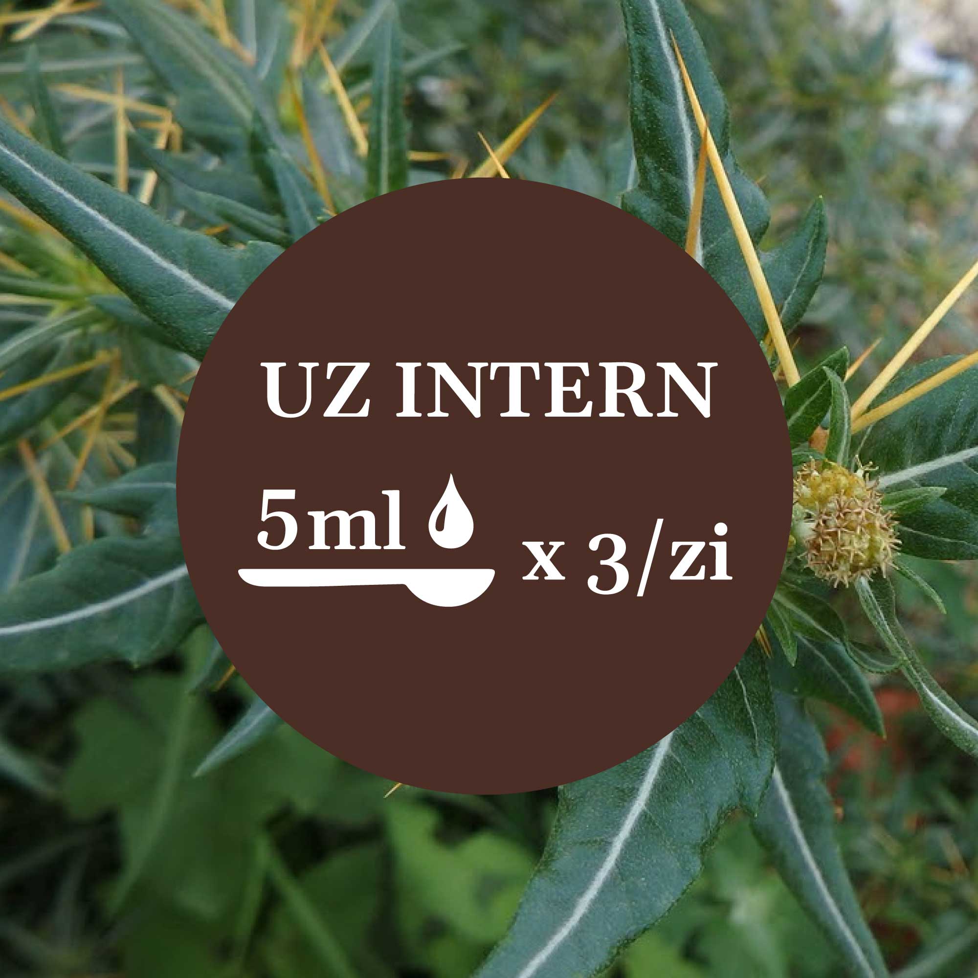 Imagine de fundal cu frunze de ghimpe, având un element grafic circular de culoare maro închis cu un text în mijloc sugerând administrarea prin uz intern a câte 5 ml de 3 ori pe zi.