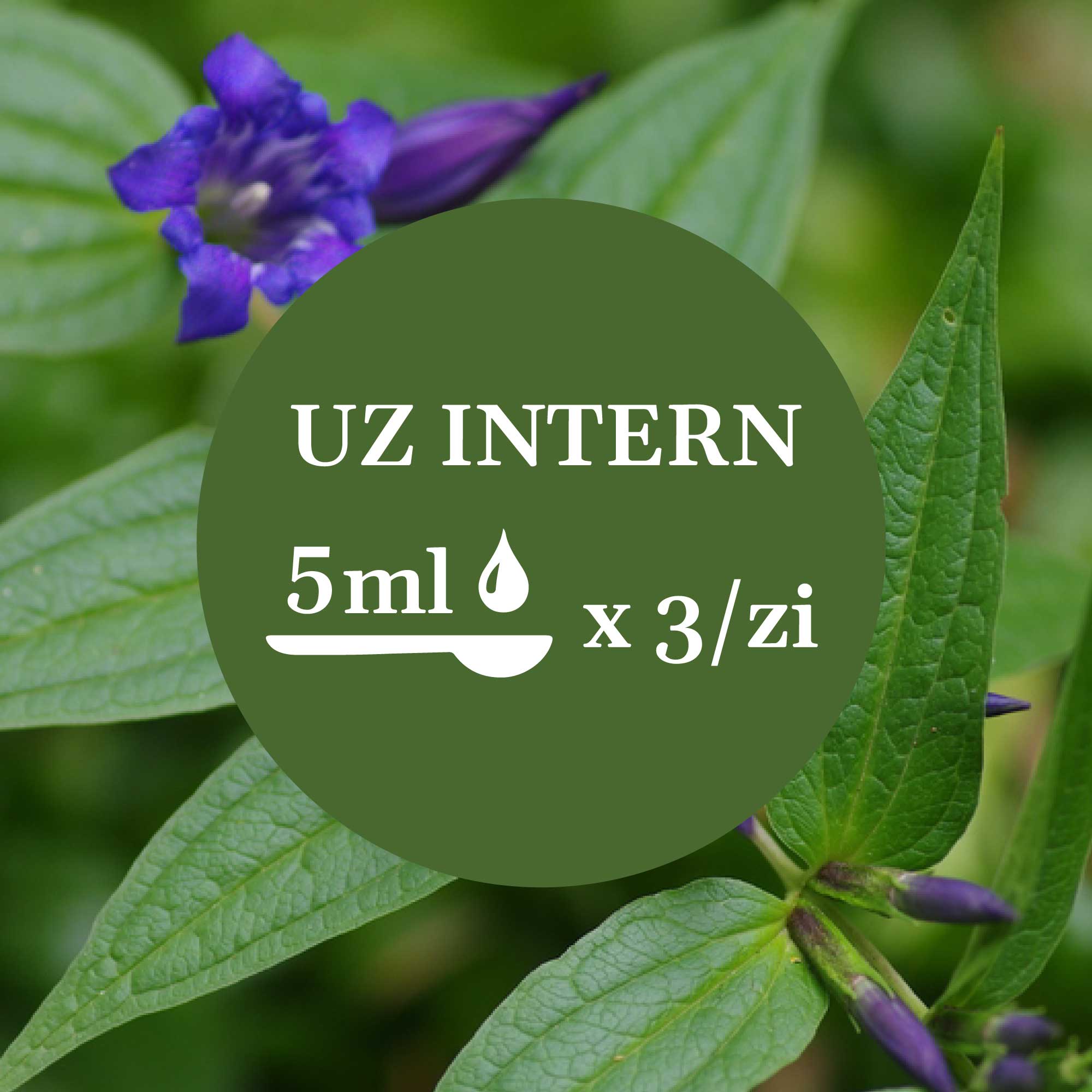 Imagine de fundal cu flori și frunze de ghințură, având un element grafic circular de culoare verde închis cu un text în mijloc sugerând administrarea prin uz intern a câte 5 ml de 3 ori pe zi.