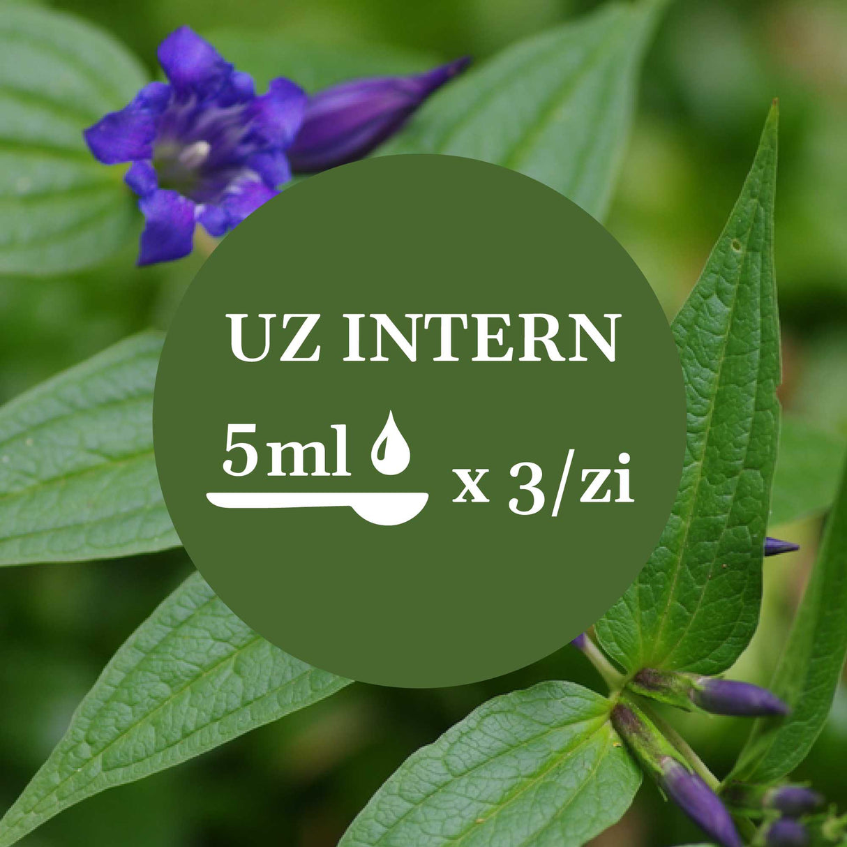 Imagine de fundal cu flori și frunze de ghințură, având un element grafic circular de culoare verde închis cu un text în mijloc sugerând administrarea prin uz intern a câte 5 ml de 3 ori pe zi.