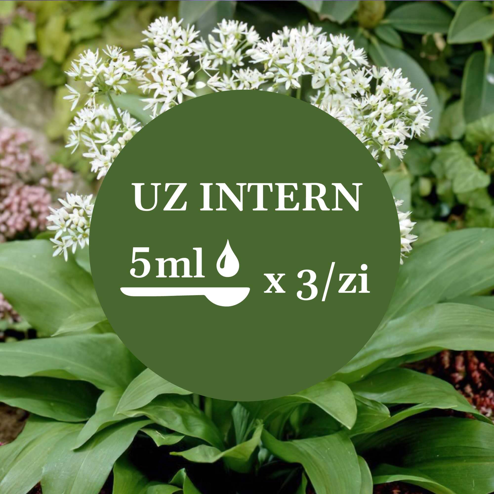 Imagine de fundal cu flori și frunze de leurdă, având un element grafic circular de culoare verde închis cu un text în mijloc sugerând administrarea prin uz intern a câte 5 ml de 3 ori pe zi.
