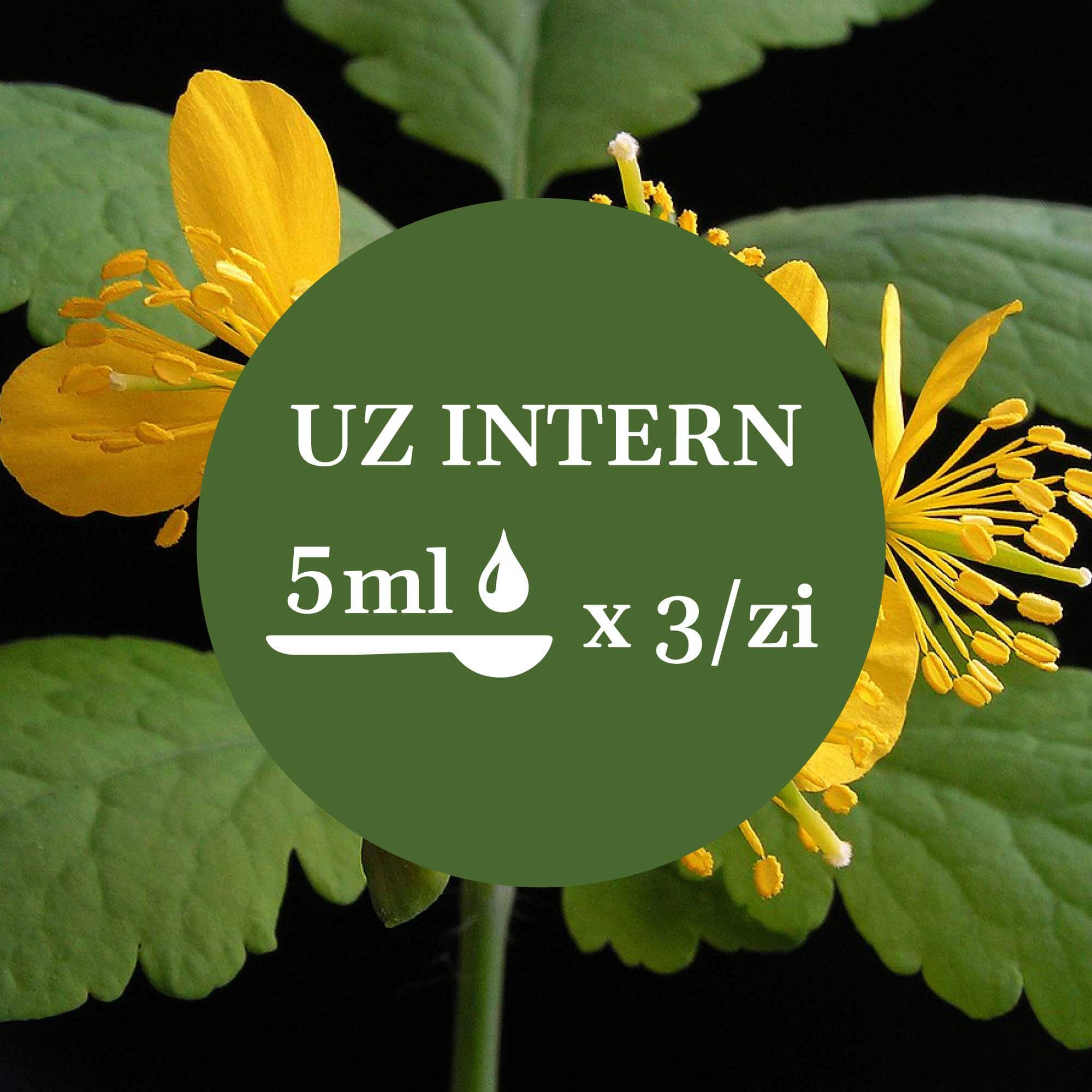 Modul de administrare a Tincturii Rostopască 200 ml: recomandare pentru uz intern, administrare de 3 ori pe zi. În imaginea de fundal, planta rostopască.