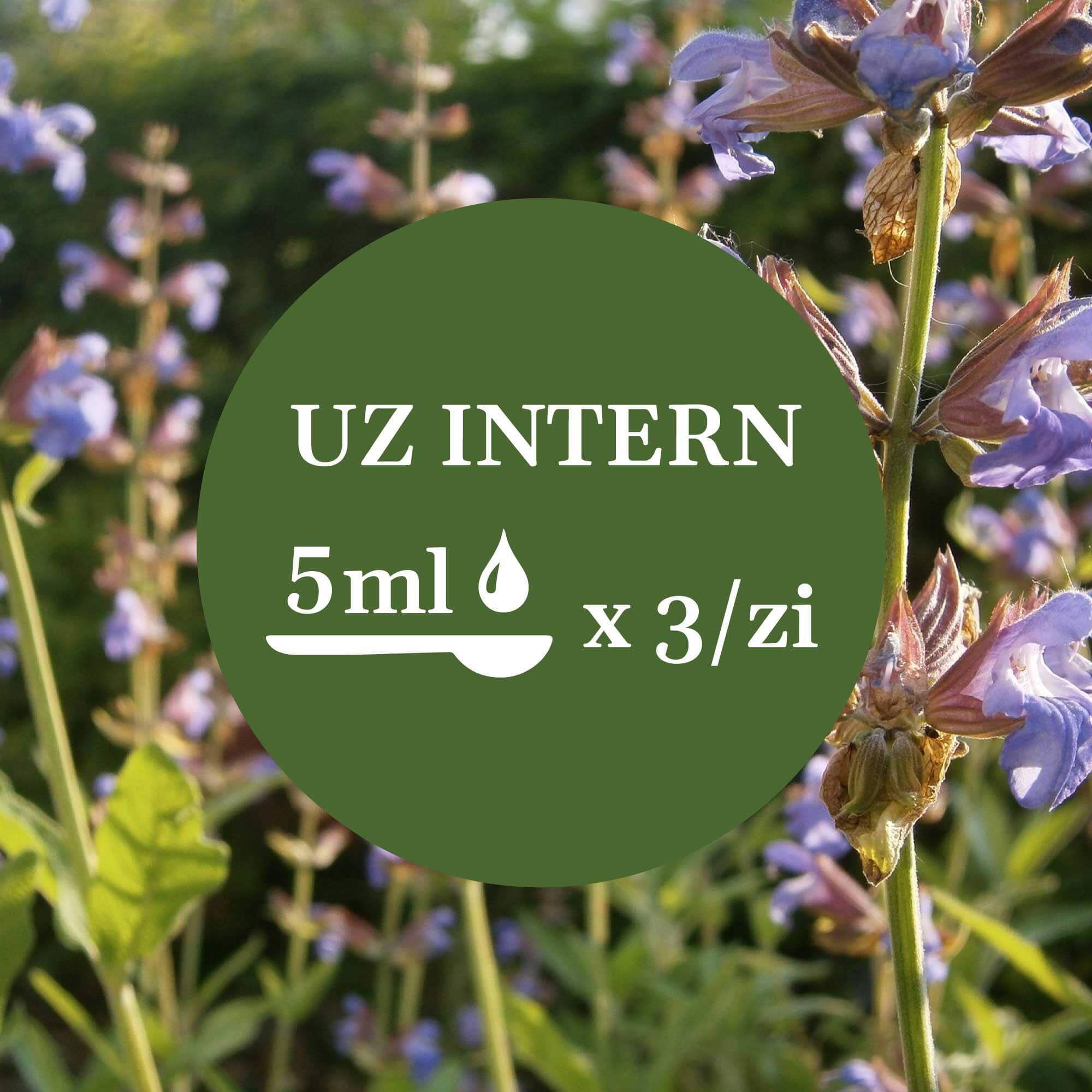 Modul de administrare a Tincturii Salvie 200 ml: recomandare pentru uz intern, administrare de 3 ori pe zi. În imaginea de fundal, frunze și flori de salvie.