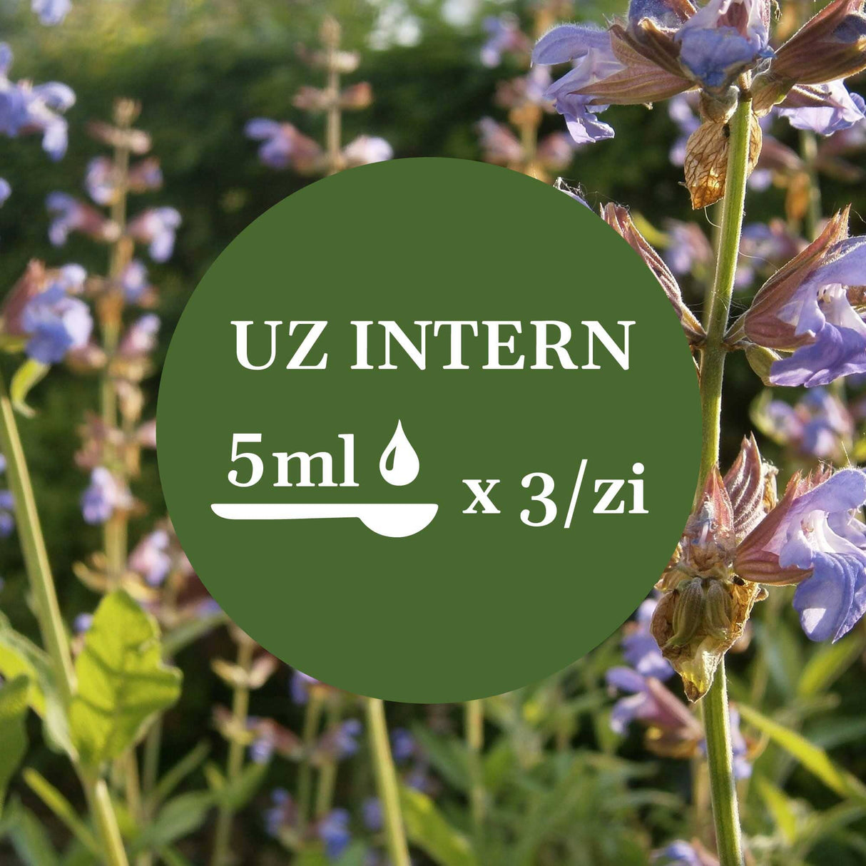 Modul de administrare a Tincturii Salvie 200 ml: recomandare pentru uz intern, administrare de 3 ori pe zi. În imaginea de fundal, frunze și flori de salvie.