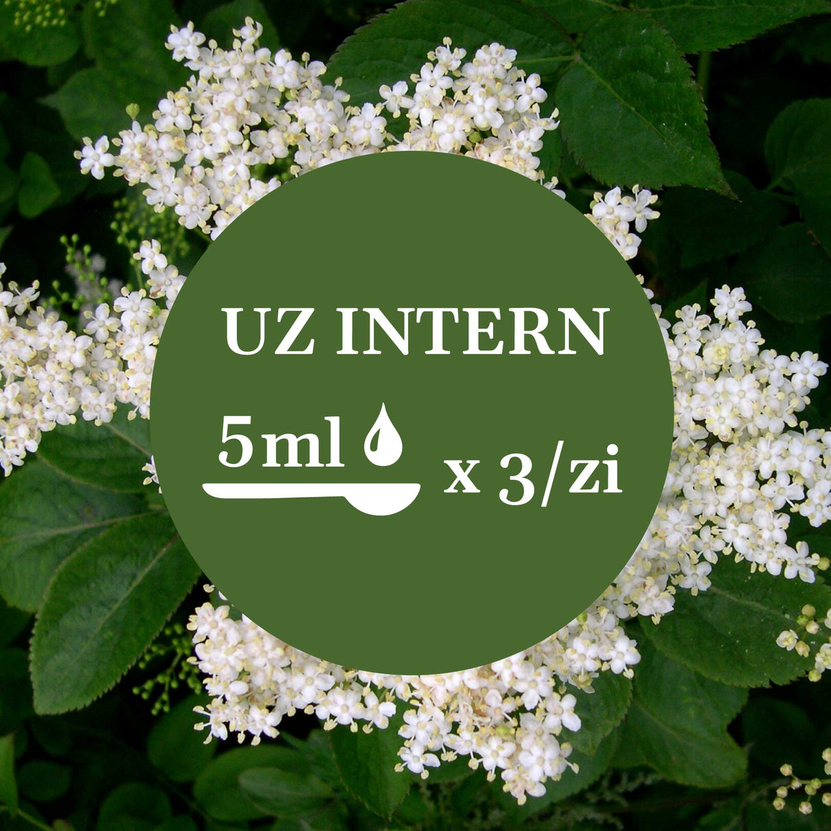 Modul de administrare a Tincturii Soc 200 ml: recomandare pentru uz intern, administrare o linguriță de 5 ml de 3 ori pe zi. În imaginea de fundal, frunze și flori de soc.