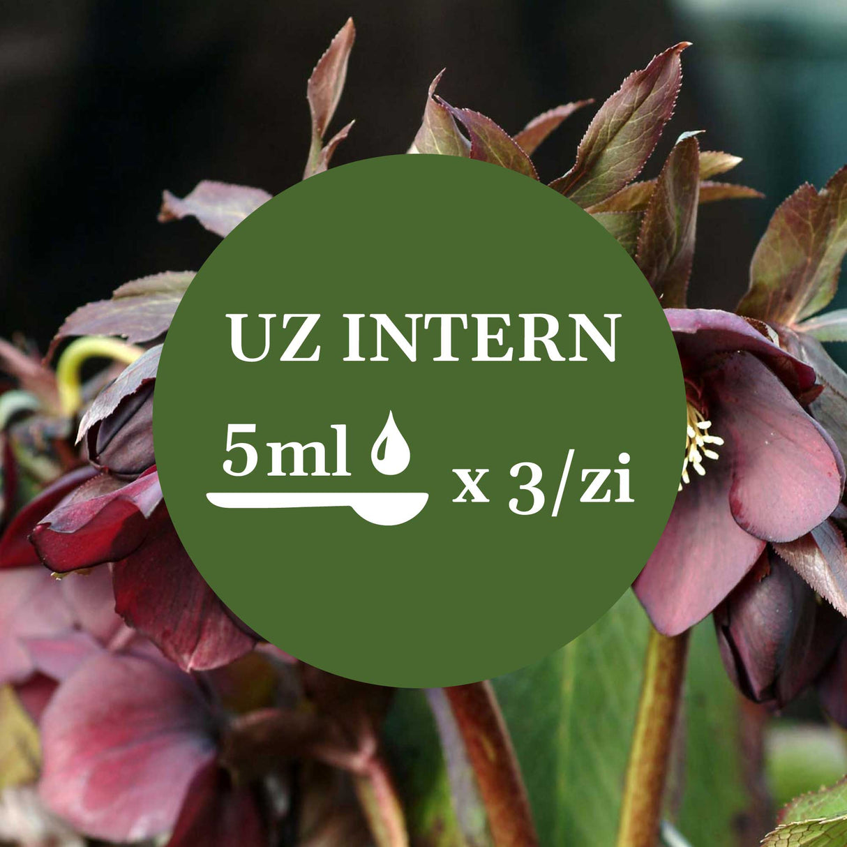 Modul de administrare a Tincturii Spânz 200 ml: recomandare pentru uz intern, administrare 5ml de 3 ori pe zi. În imaginea de fundal, frunze și flori de spânz.