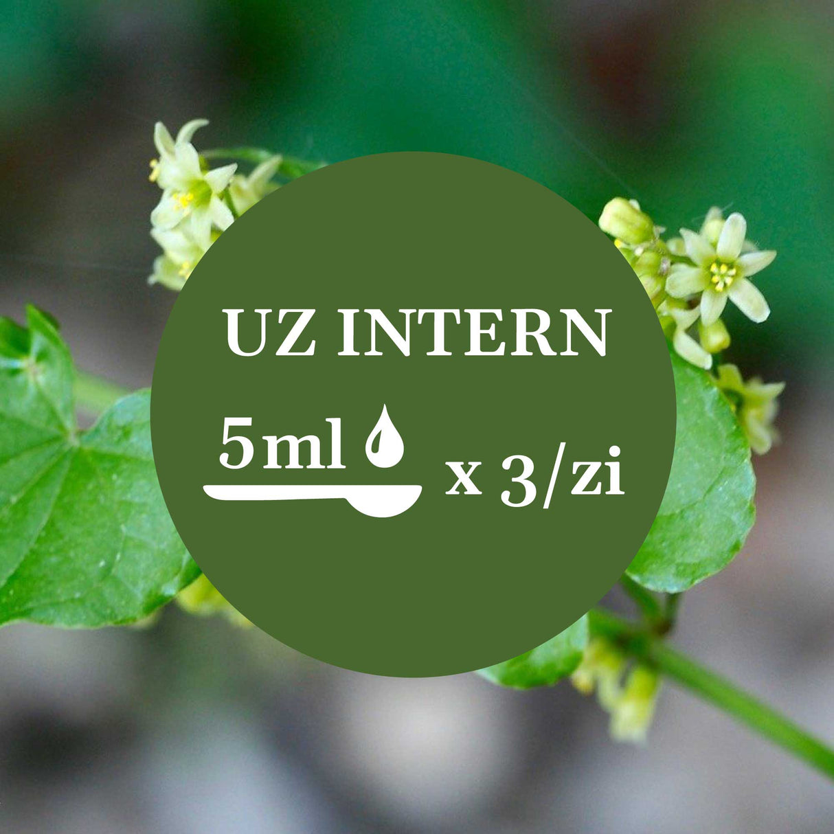 Modul de administrare a Tincturii Untul Pământului 500 ml: recomandare pentru uz intern, administrare 5ml de 3 ori pe zi. În imaginea de fundal, frunze și flori de untul pământului.