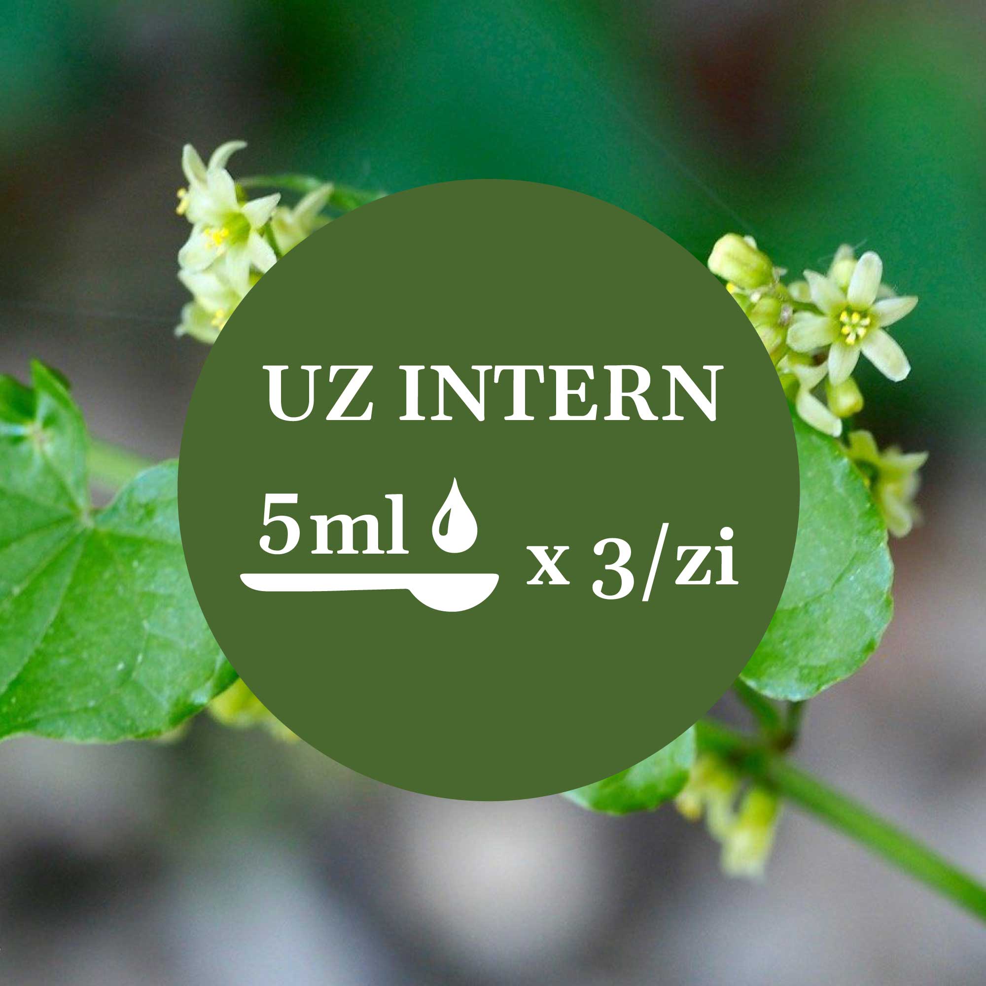 Modul de administrare a Tincturii Untul Pământului 500 ml: recomandare pentru uz intern, administrare 5ml de 3 ori pe zi. În imaginea de fundal, frunze și flori de untul pământului.