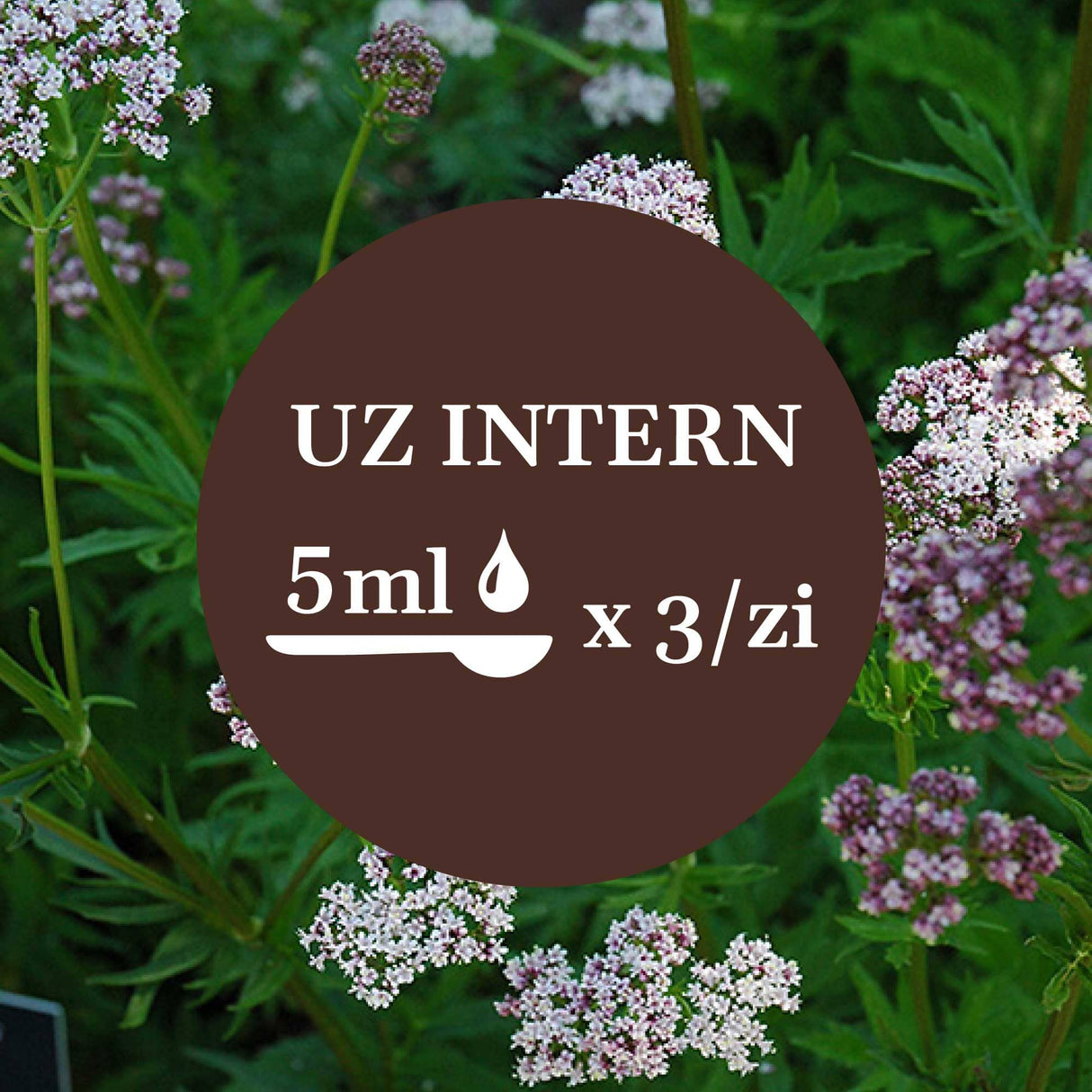 Modul de administrare a Tincturii Valeriană 200 ml: recomandare pentru uz intern, administrare 5ml de 3 ori pe zi. În imaginea de fundal, frunze și flori de valeriană.