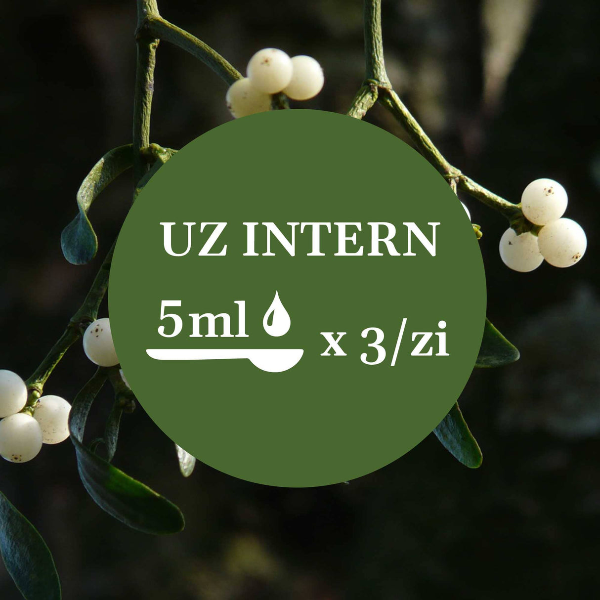 Modul de administrare a Tincturii Vâsc 200 ml: recomandare pentru uz intern, administrare 5ml de 3 ori pe zi. În imaginea de fundal, flori de vâsc.