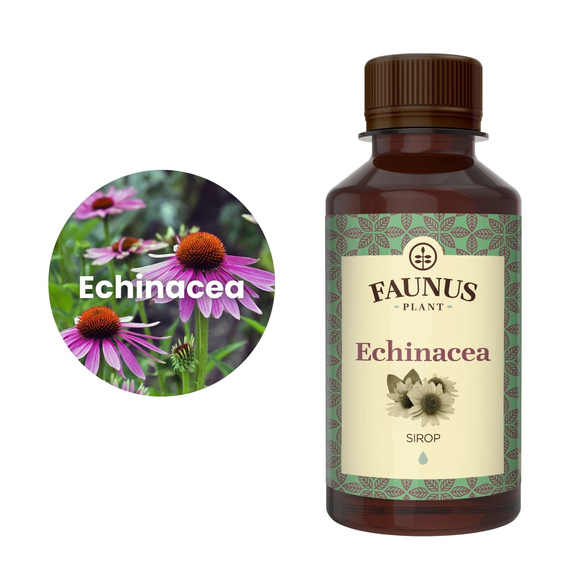 Reprezentare grafică a ingredientului principal al Siropului Echinacea 200ml de la Faunus Plant, și anume echinacea, în chenar alb, având în partea dreaptă flaconul de sirop | Cantitate - 200ml
