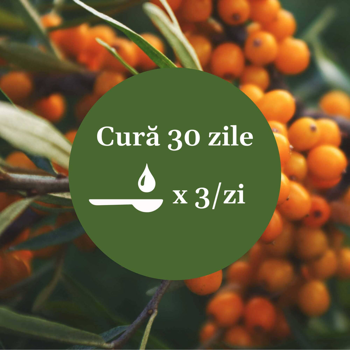 Imagine de fundal cu fructe de cătină, având un element grafic circular de culoare verde cu un text în mijloc despre cura de 30 de zile cu Sirop Cătină 200ml, sugerând 1 linguriță de 3 ori pe zi.