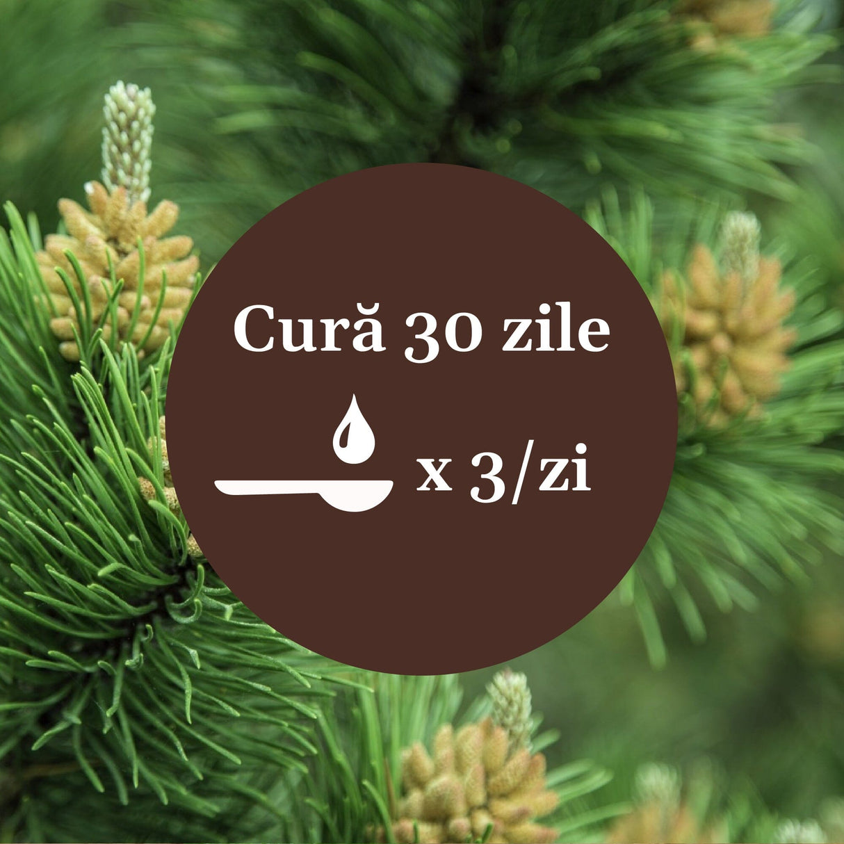 Imagine cu frunze de pin cu element grafic circular de culoare maro cu un text în mijloc despre cura de 30 de zile cu Sirop de Pin 200ml de la Faunus Plant, sugerând 1 linguriță de 3 ori pe zi.