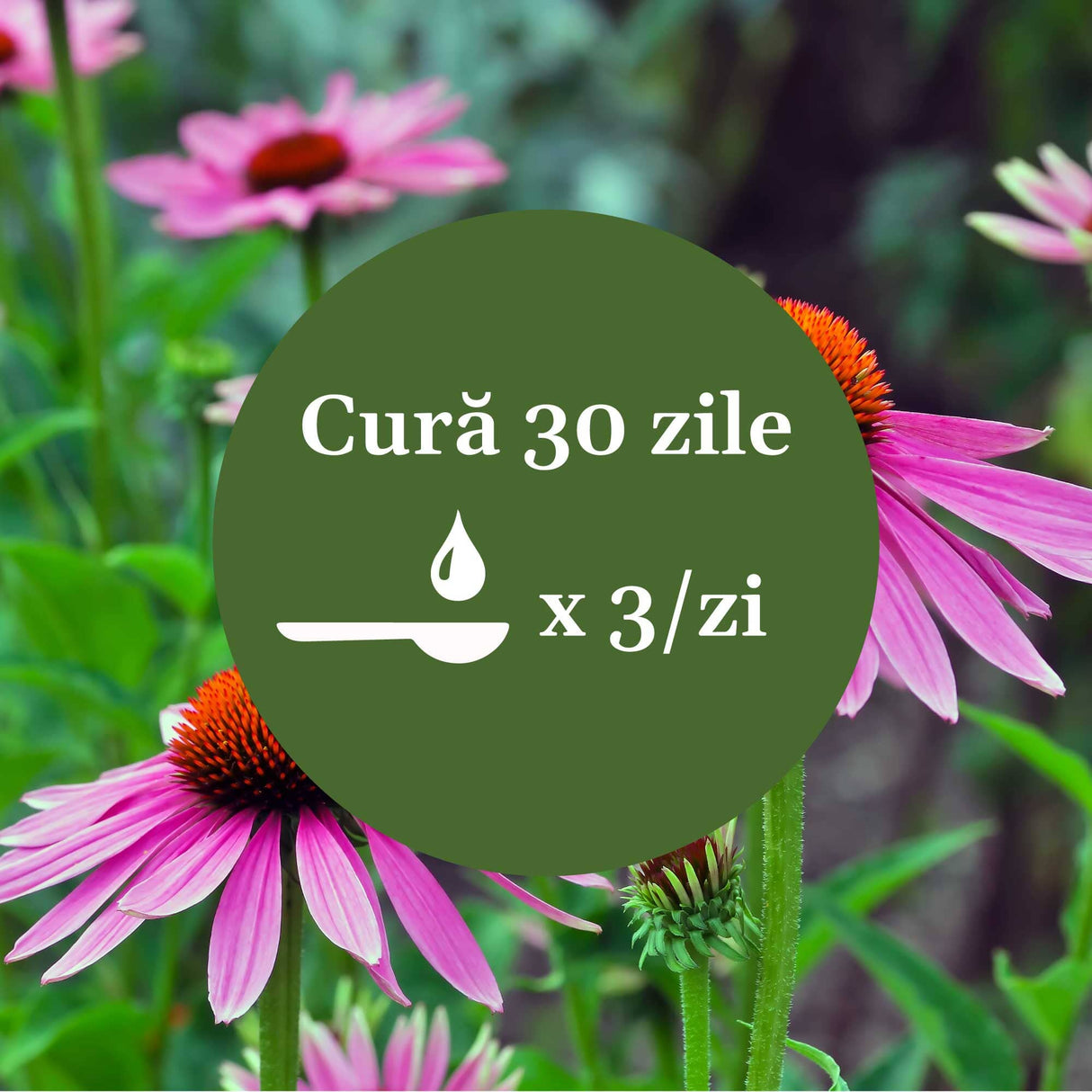 Imagine de fundal cu floarea de echinacea, cu un element grafic circular de culoare verde cu un text în mijloc despre cura de 30 de zile cu Sirop Echinacea 200ml, sugerând 1 linguriță de 3 ori pe zi.