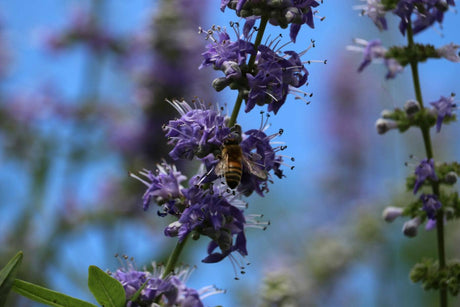 Vitex agnus-castus: ghidul complet al plantei - utilizări, beneficii și precauții