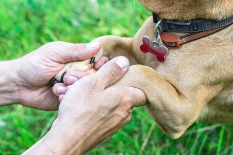 Artrita canină: semne, cauze și ce poate ajuta