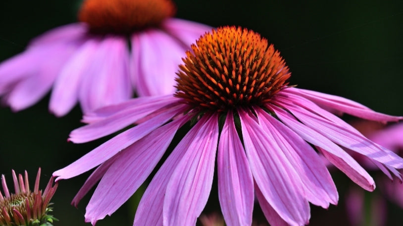 Echinacea: Ce beneficii are și cum se utilizează?