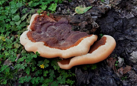 Ganoderma lucidum (ciuperca Reishi): beneficii pentru sănătate și moduri de consum